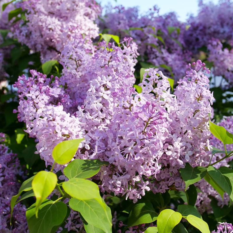 Scentara Pura® Lilac (Syringa)