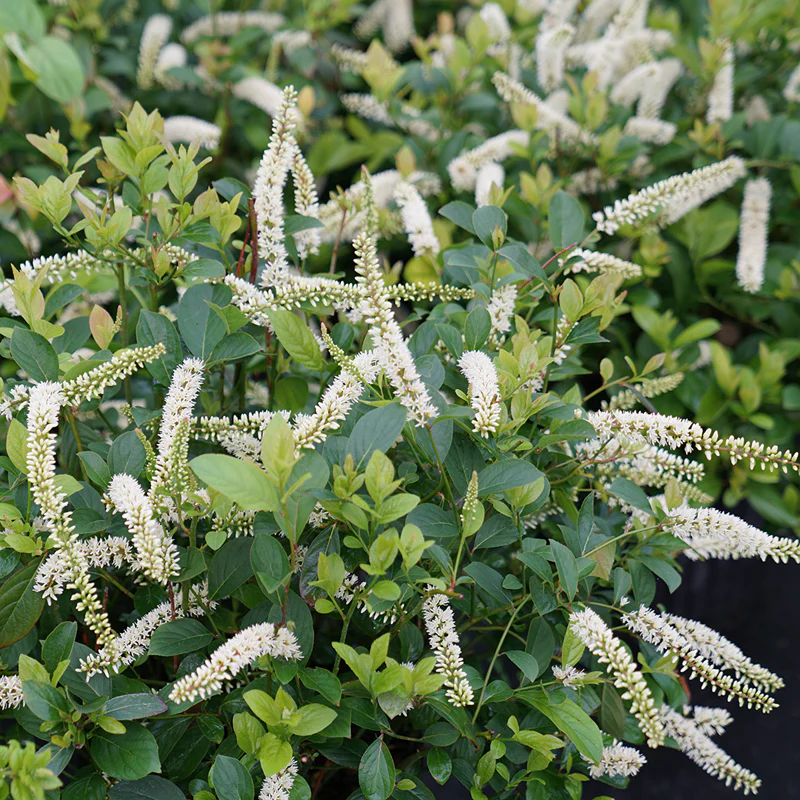 Scentlandia® Sweetspire (Itea)