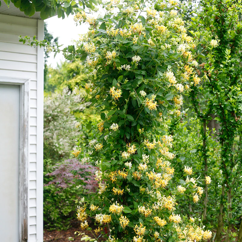 'Scentsation' Honeysuckle Vine (Lonicera)