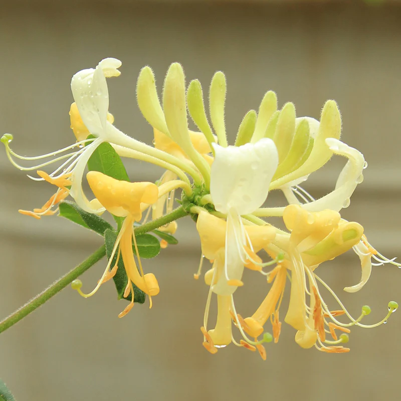 'Scentsation' Honeysuckle Vine (Lonicera) - Image 2