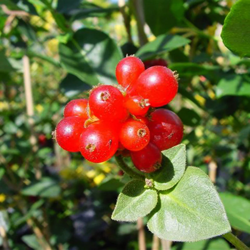 'Scentsation' Honeysuckle Vine (Lonicera) - Image 6