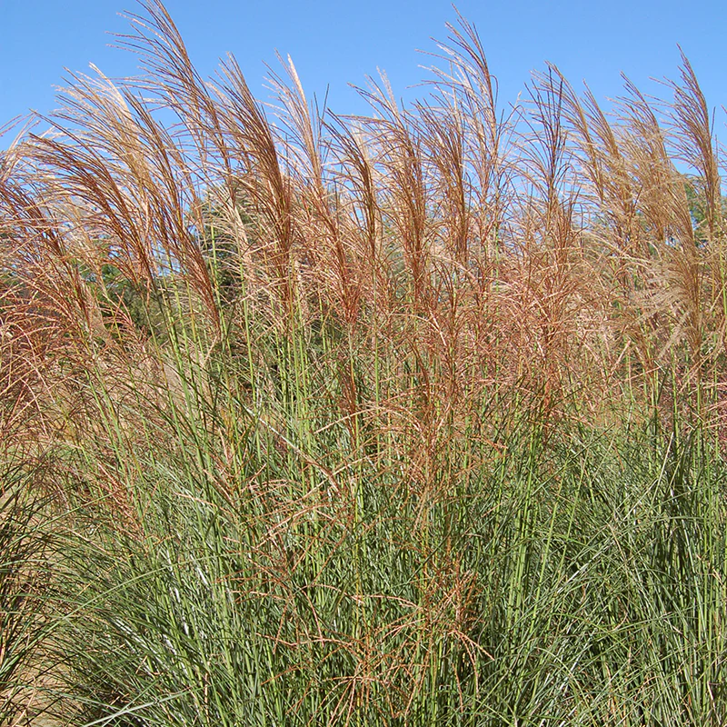 'Scout' Maiden Grass (Miscanthus)