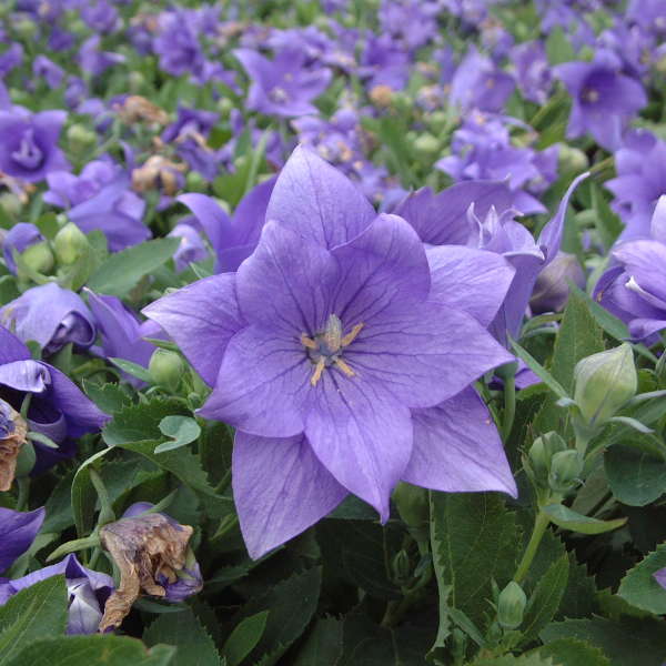 Semi-Double Blue Balloon Flower