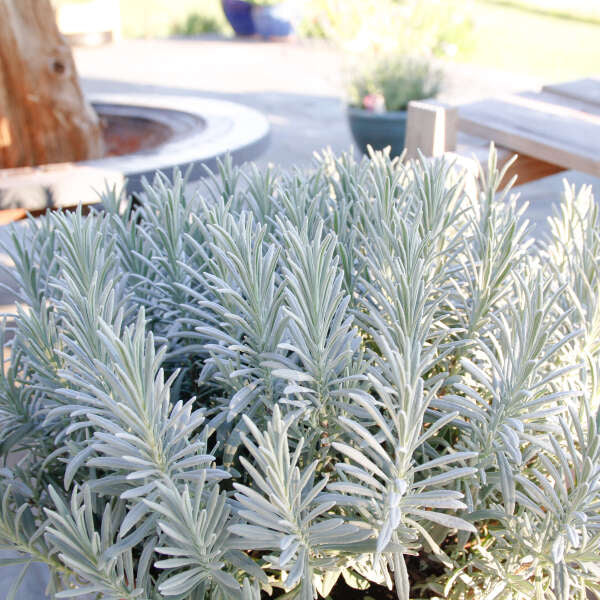 Sensational!® Lavender (Lavandula)