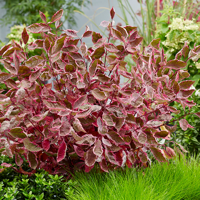 Sgt. Pepper™ Dogwood (Cornus)