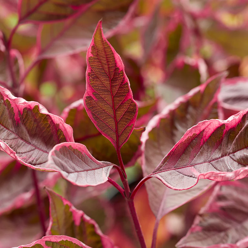 Sgt. Pepper™ Dogwood (Cornus) - Image 3