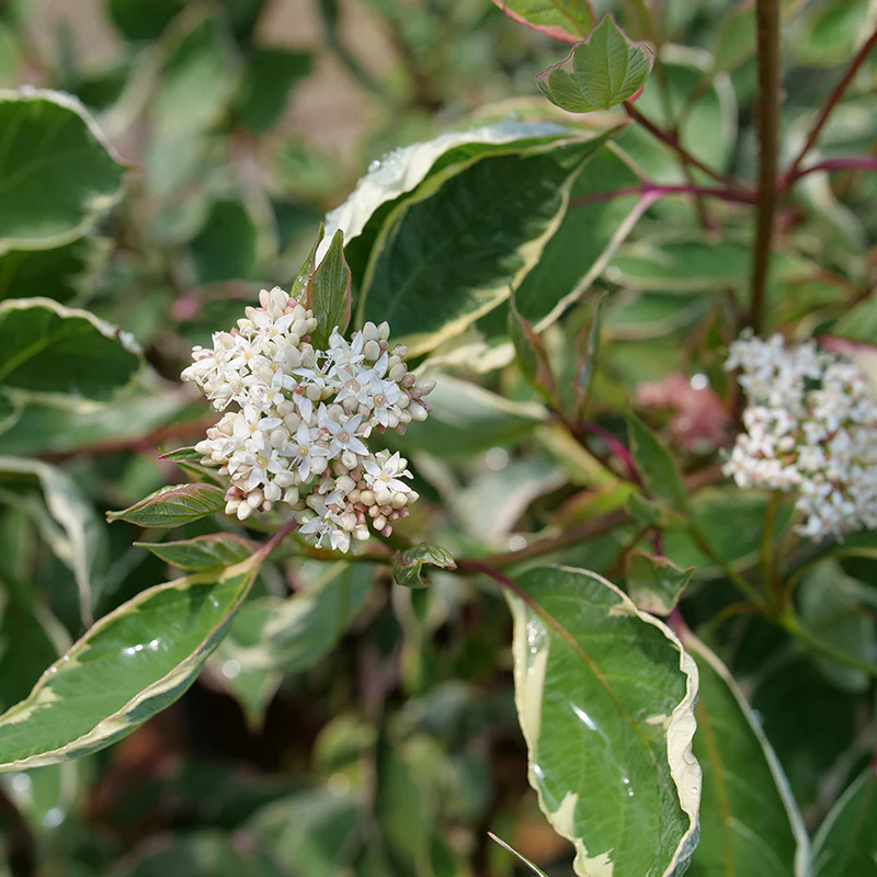 Sgt. Pepper™ Dogwood (Cornus) - Image 4