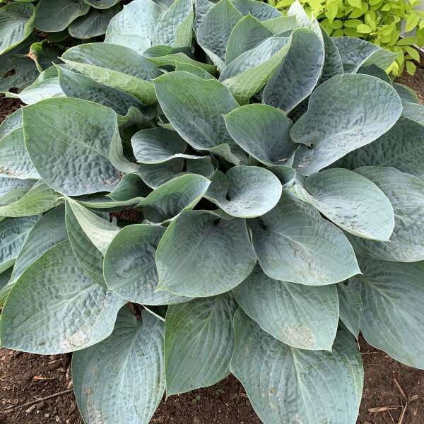 Shadowland® 'Above the Clouds' Hosta - Image 2