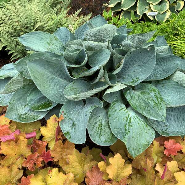 Shadowland® 'Above the Clouds' Hosta - Image 3