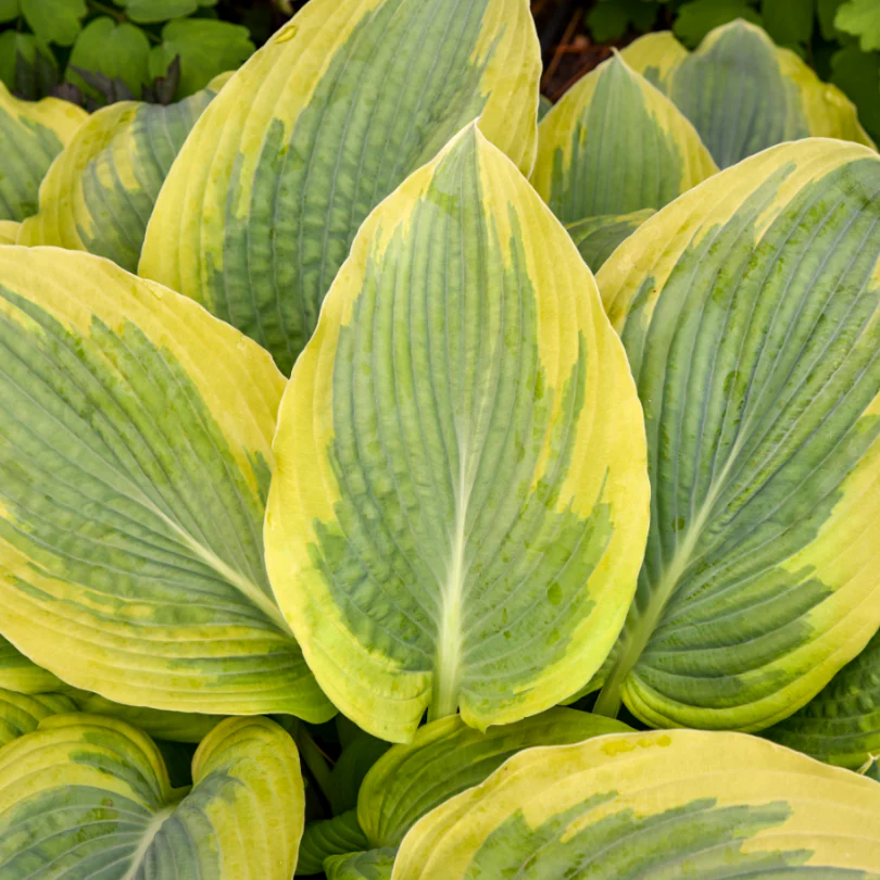 Shadowland® 'Chance Encounter' Hosta - Image 2
