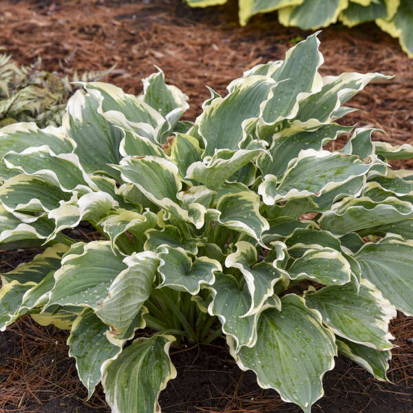 Shadowland® 'Hope Springs Eternal' Hosta