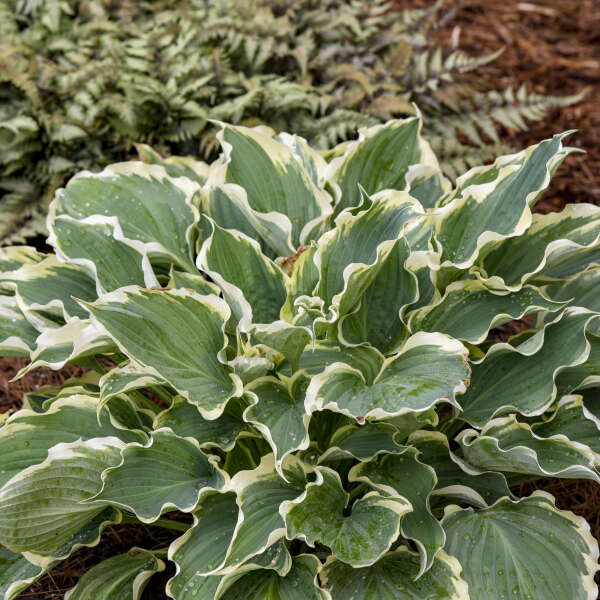 Shadowland® 'Hope Springs Eternal' Hosta - Image 3