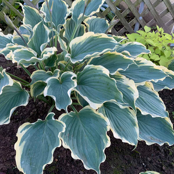 Shadowland® 'Hope Springs Eternal' Hosta - Image 4