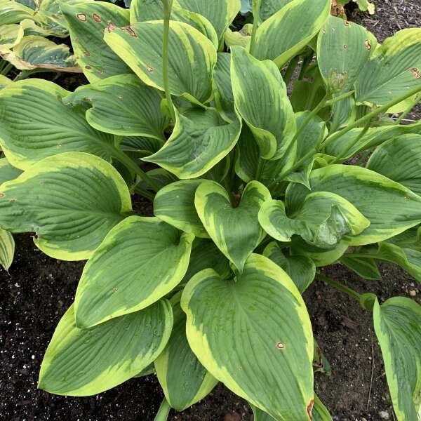 Shadowland® 'Lone Star' Hosta - Image 3