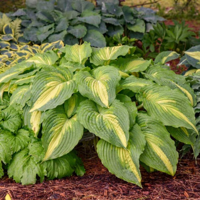 Shadowland® 'Love Story' Hosta