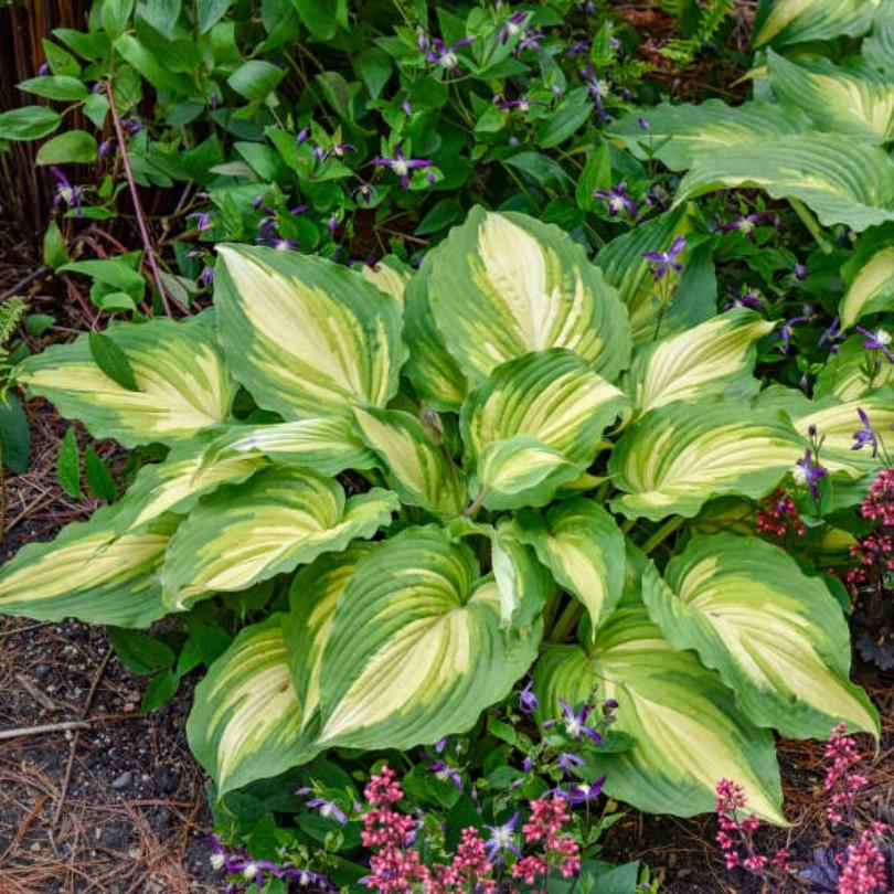 Shadowland® 'Love Story' Hosta - Image 2