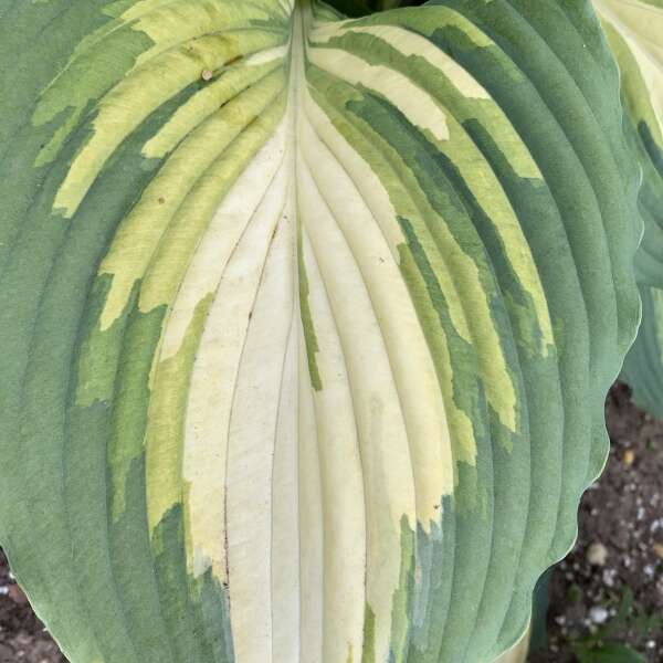 Shadowland® 'Love Story' Hosta - Image 3