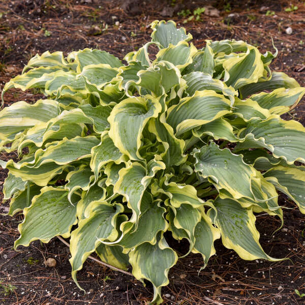 Shadowland® 'Voices in the Wind' Hosta