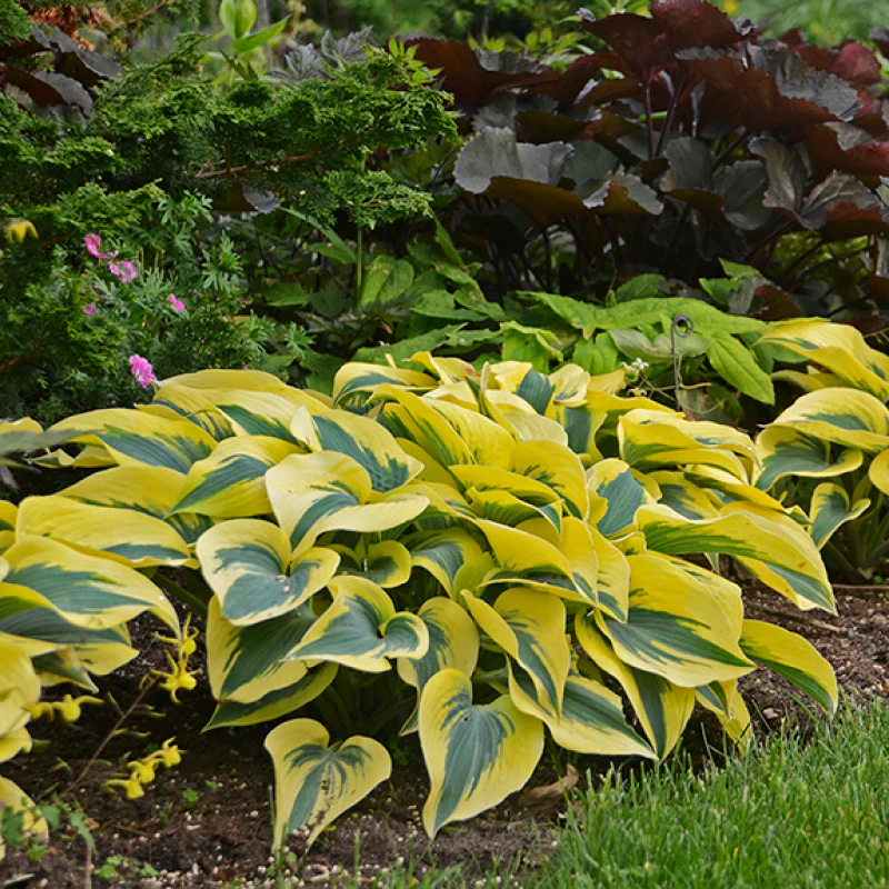 Shadowland® 'Autumn Frost' Hosta - Image 2