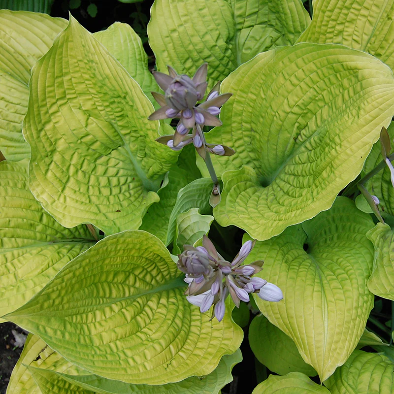 Shadowland® 'Coast to Coast' Hosta - Image 2