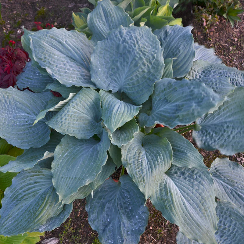 Shadowland® 'Diamond Lake' Hosta