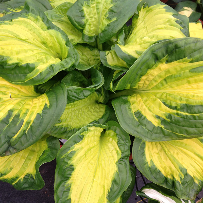 Shadowland® 'Etched Glass' Hosta - Image 2