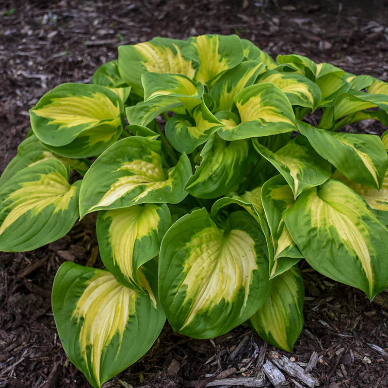 Shadowland® 'Etched Glass' Hosta - Image 3