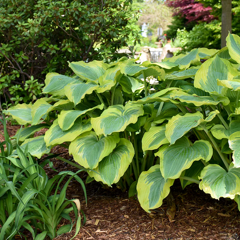 Shadowland® 'Seducer' Hosta - Image 2