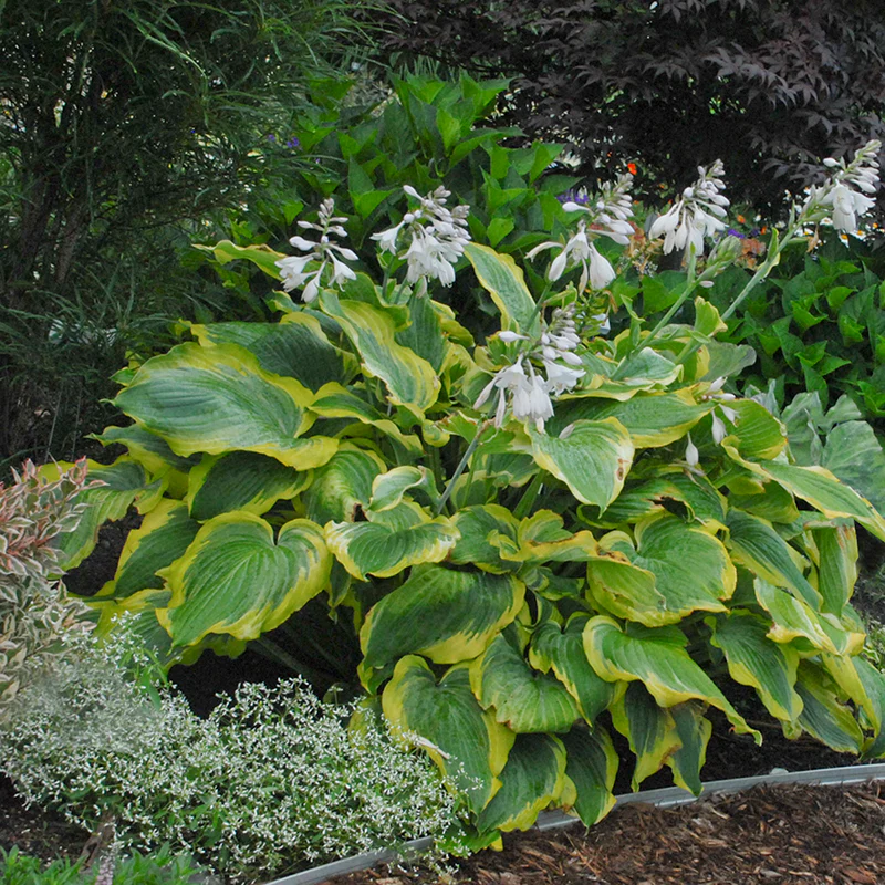 Shadowland® 'Seducer' Hosta - Image 4