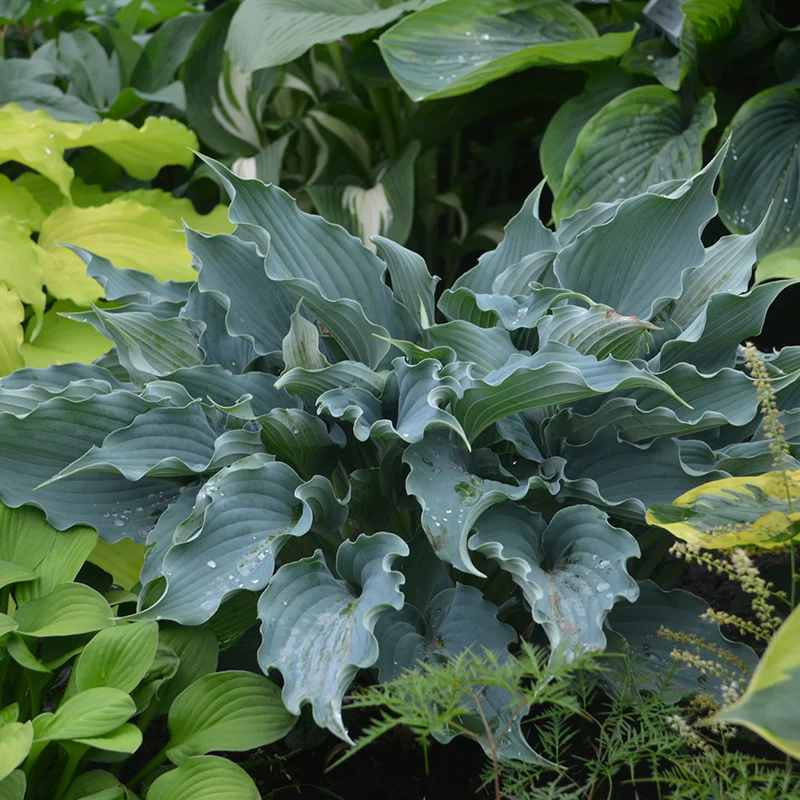 Shadowland® 'Waterslide' Hosta