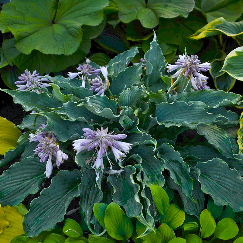 Shadowland® 'Waterslide' Hosta - Image 3