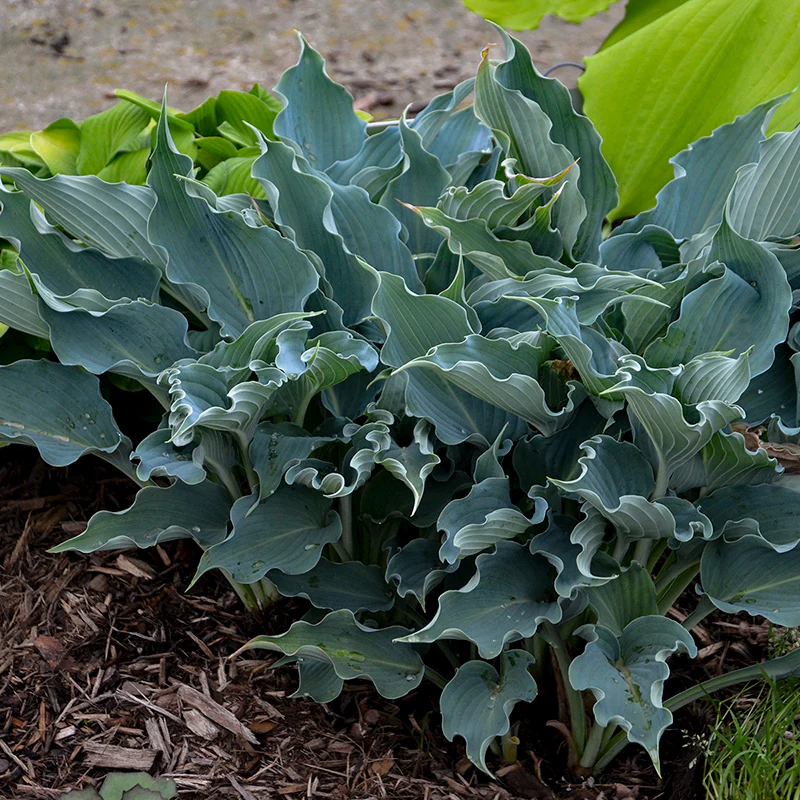 Shadowland® 'Waterslide' Hosta - Image 4
