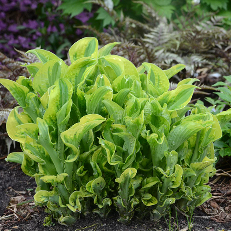 Shadowland® 'Wheee!' Hosta - Image 2