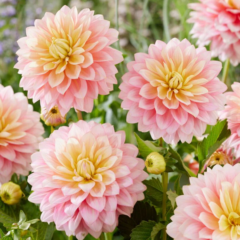 'Sheer Heaven' Dahlia