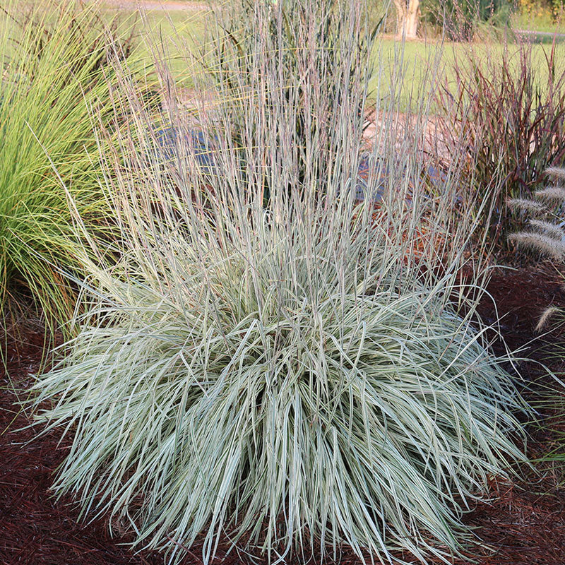 Shining Star™ Bluestem Grass (Schizachyrium)