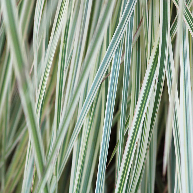 Shining Star™ Bluestem Grass (Schizachyrium) - Image 3
