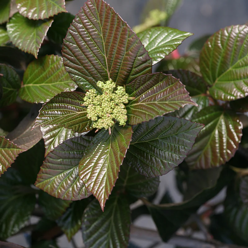 Shiny Dancer® Viburnum