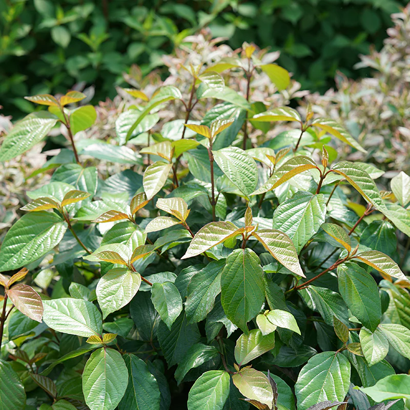 Shiny Dancer® Viburnum - Image 2
