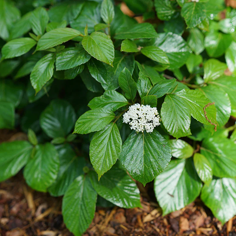 Shiny Dancer® Viburnum - Image 3