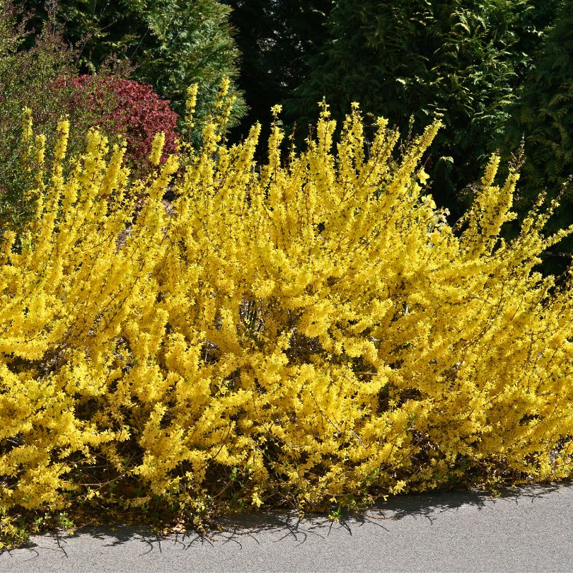 Show Off Starlet® Forsythia