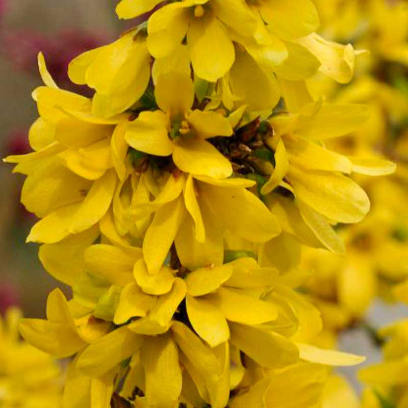 Show Off Starlet® Forsythia - Image 2