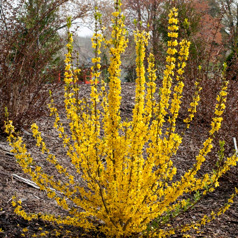 Show Off Starlet® Forsythia - Image 3