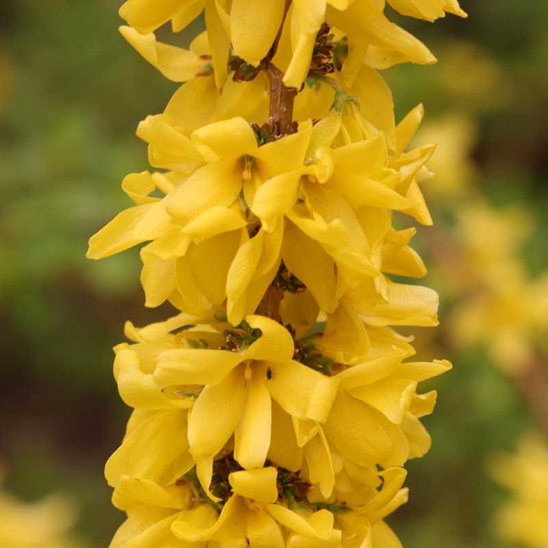 Show Off Starlet® Forsythia - Image 6