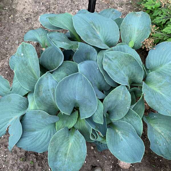 'Silver Bullet' Hosta