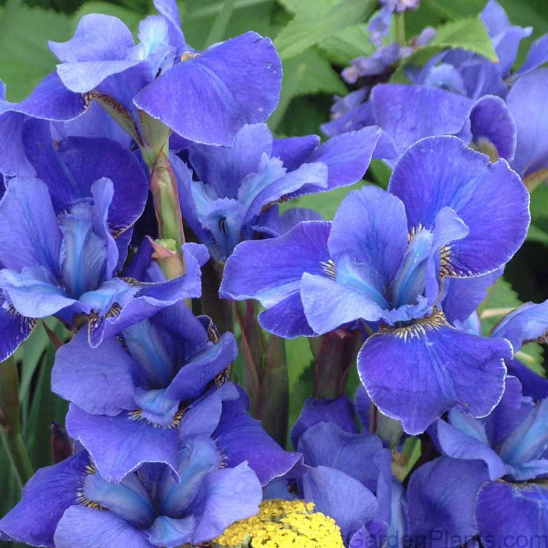 'Silver Edge' Siberian Iris