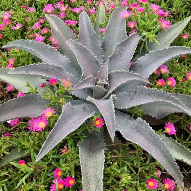 'Silver Fox' Mangave
