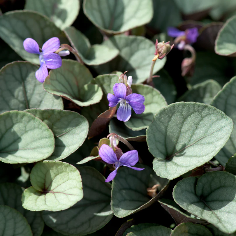'Silver Gem' Violet (Viola)