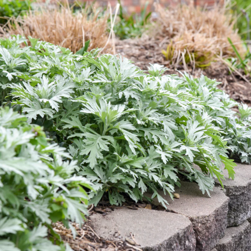 'Silver Lining' Wormwood (Artemisia)
