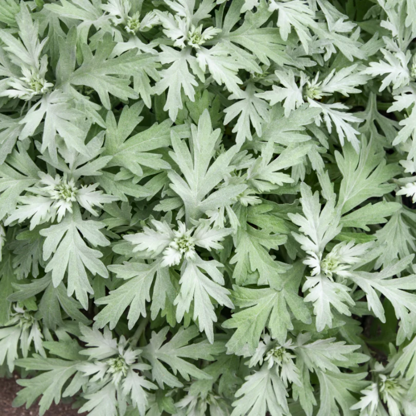 'Silver Lining' Wormwood (Artemisia) - Image 2