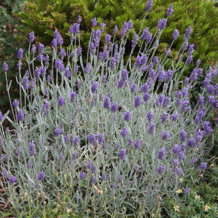 'Silver Mist' Lavender (Lavandula)